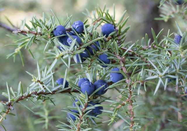 Rocky Juniper Blue Arrow