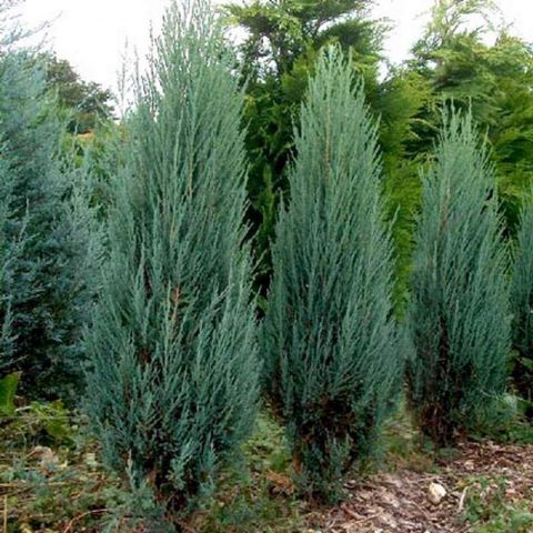 Rocky Juniper Blue Arrow