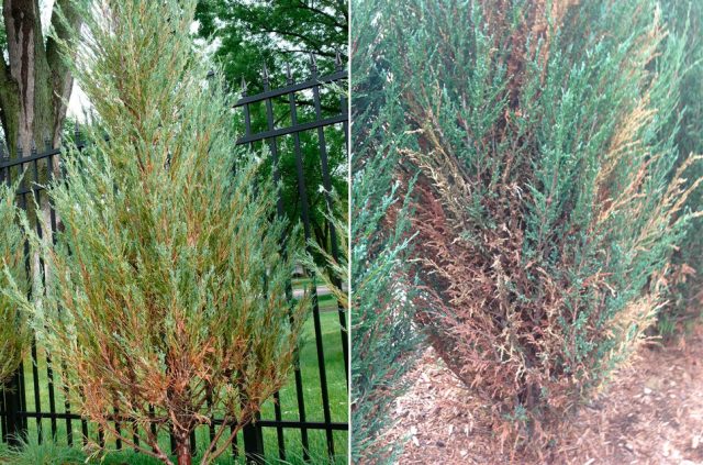 Rocky Juniper Blue Arrow