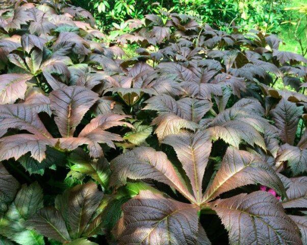 Rogersia horse-chestnut leaf: photo in landscape design, description, planting and care