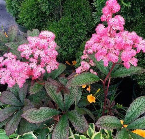 Rogersia horse-chestnut leaf: photo in landscape design, description, planting and care