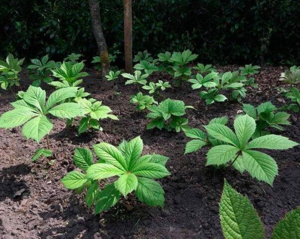 Rogersia horse-chestnut leaf: photo in landscape design, description, planting and care