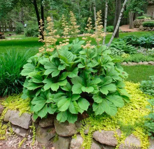 Rogersia horse-chestnut leaf: photo in landscape design, description, planting and care