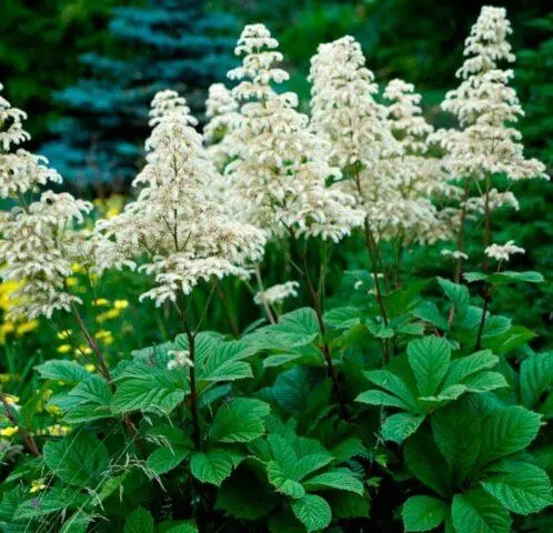 Rogersia horse-chestnut leaf: photo in landscape design, description, planting and care
