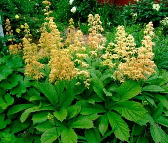 Rogersia horse-chestnut leaf: photo in landscape design, description, planting and care