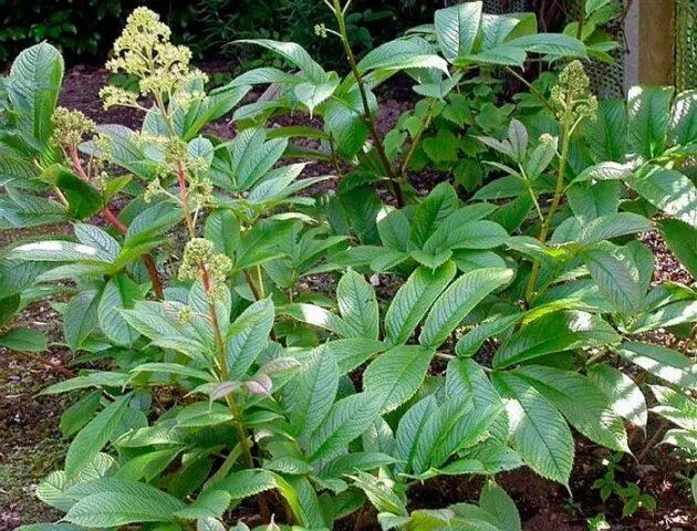 Rogersia horse-chestnut leaf: photo in landscape design, description, planting and care