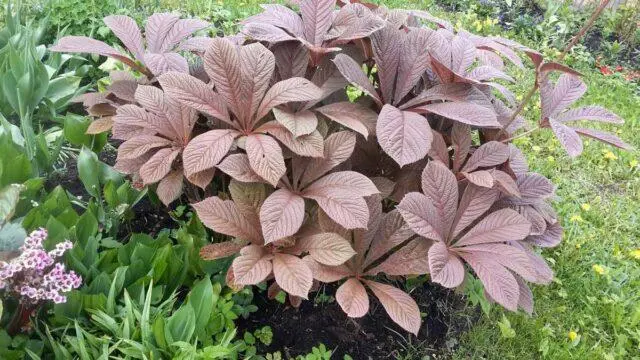 Rogersia horse-chestnut leaf: photo in landscape design, description, planting and care