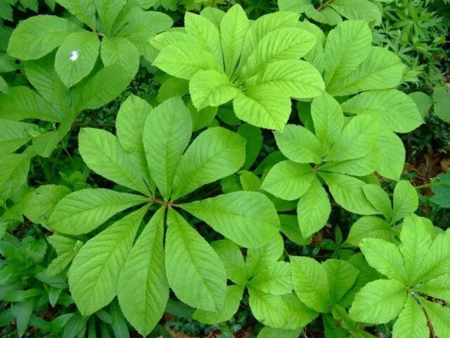 Rogersia horse-chestnut leaf: photo in landscape design, description, planting and care