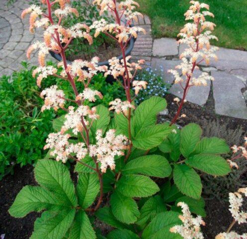 Rogersia horse-chestnut leaf: photo in landscape design, description, planting and care