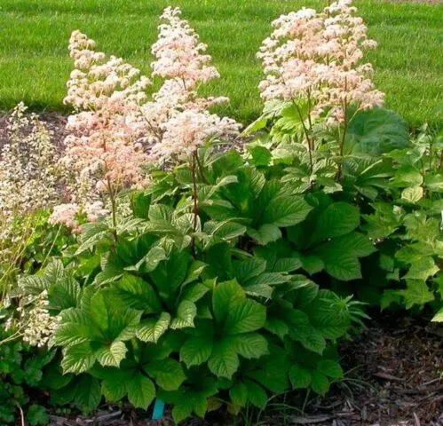 Rogersia horse-chestnut leaf: photo in landscape design, description, planting and care
