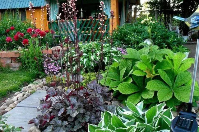 Rogersia: photos in landscape design, varieties and species with a name, cultivation