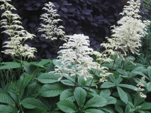 Rogersia: photos in landscape design, varieties and species with a name, cultivation