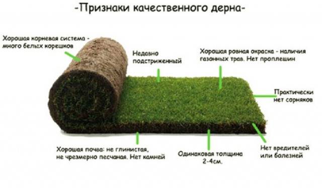 Rolled lawn on the site &#8211; advantages and types