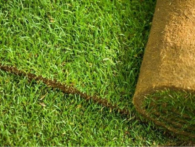 Rolled lawn on the site &#8211; advantages and types