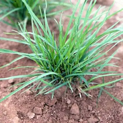 Rolled lawn on the site &#8211; advantages and types