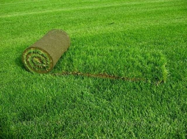 Rolled lawn on the site &#8211; advantages and types