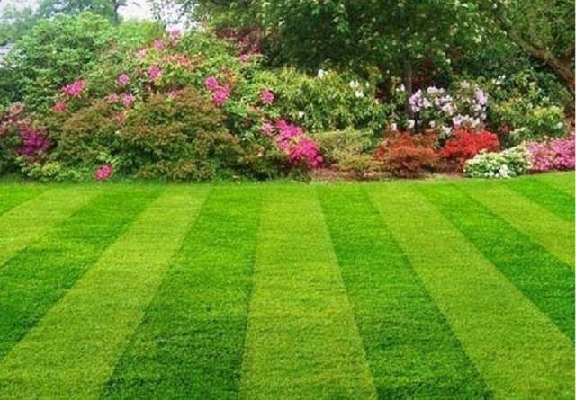 Rolled lawn on the site &#8211; advantages and types