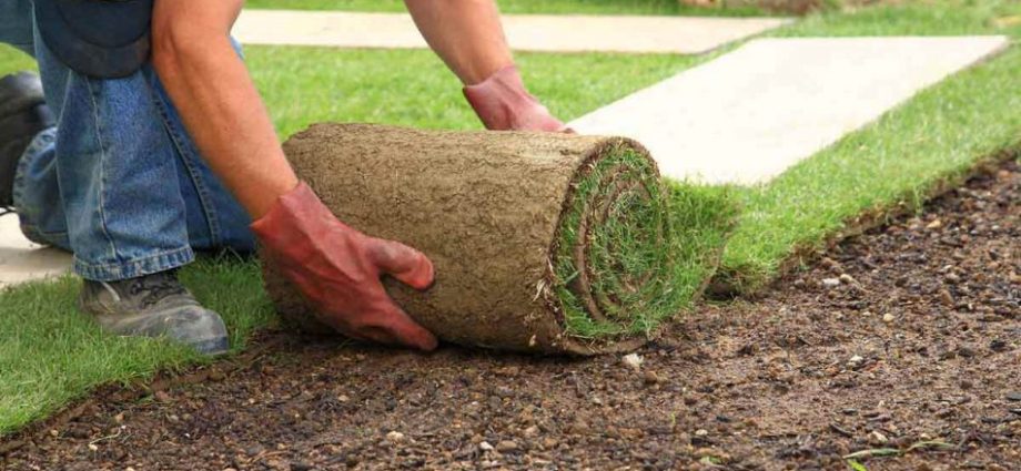 Rolled lawn on the site &#8211; advantages and types