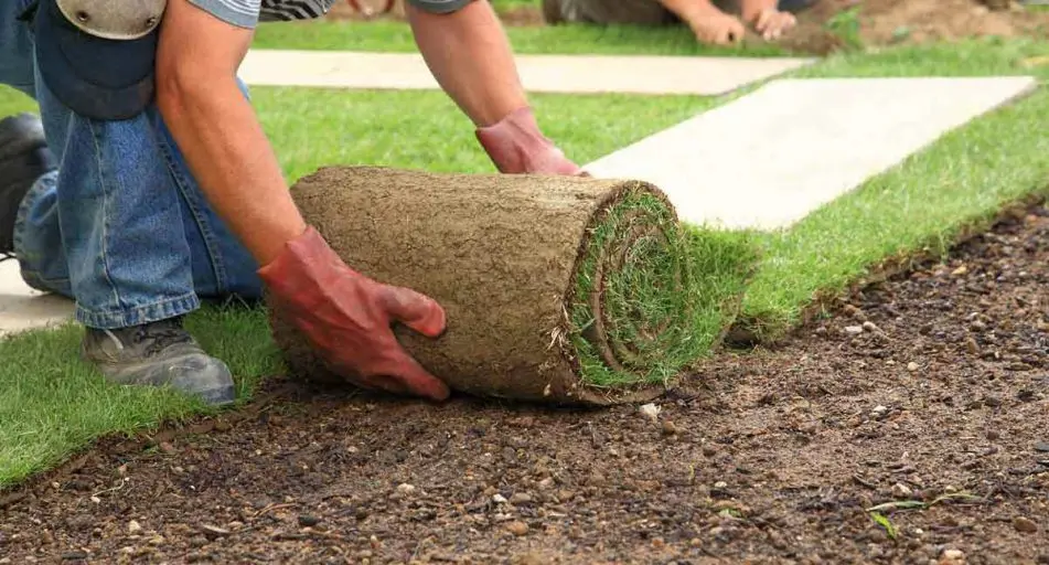 Rolled lawn on the site &#8211; advantages and types