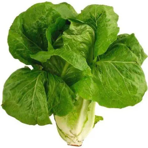 Romaine lettuce (romaine): useful properties, cultivation, variety description, photo, reviews