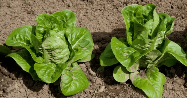 Romaine lettuce (romaine): useful properties, cultivation, variety description, photo, reviews