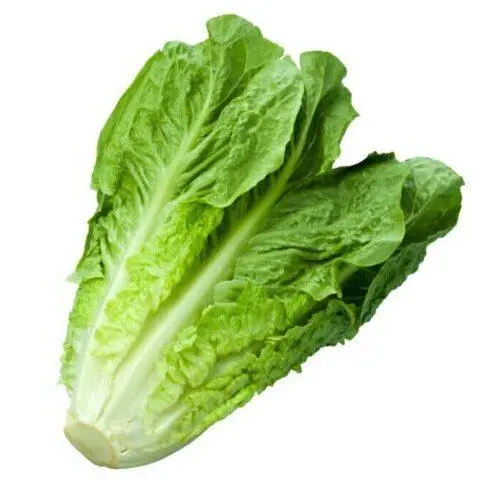 Romaine lettuce (romaine): useful properties, cultivation, variety description, photo, reviews