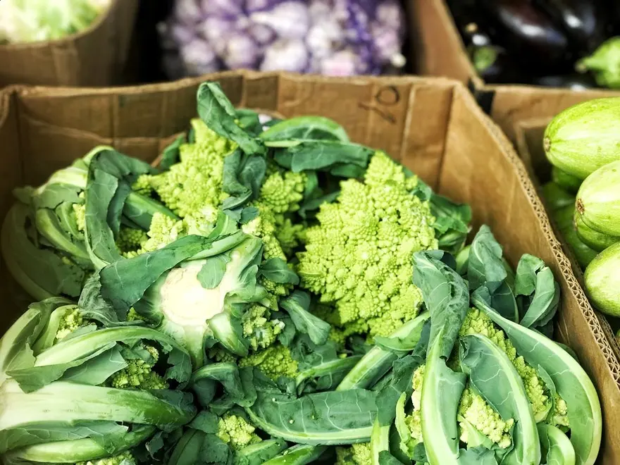 Romanesco cabbage: history, description, composition, useful and dangerous properties + planting, growing, collecting and storing a vegetable