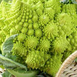 Romanesco cabbage: history, description, composition, useful and dangerous properties + planting, growing, collecting and storing a vegetable