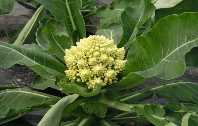 Romanesco cabbage variety