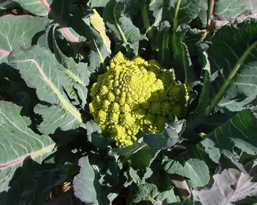 Romanesco cabbage variety