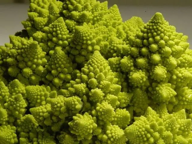 Romanesco cabbage variety