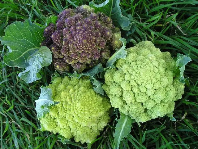 Romanesco cabbage variety