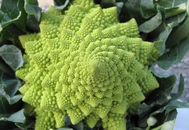 Romanesco cabbage variety