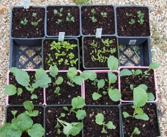 Romanesco cabbage variety