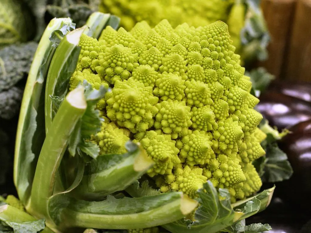 Romanesco cabbage variety