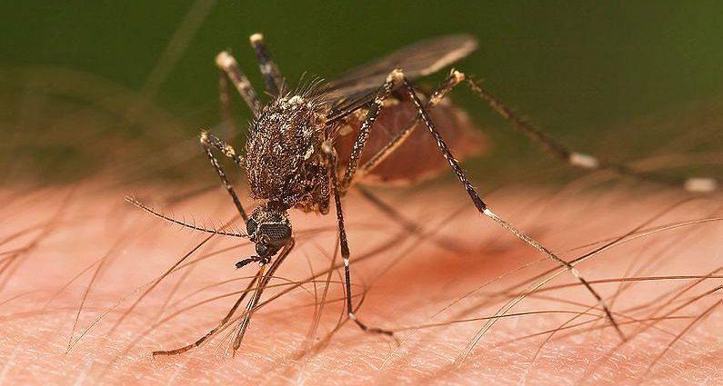 Romania: West Nile virus has killed more people. There are already 21 fatalities