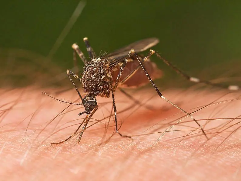 Romania: West Nile virus has killed more people. There are already 21 fatalities