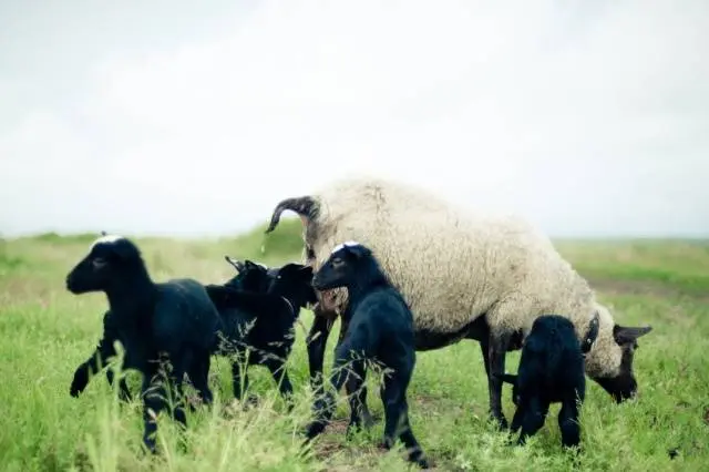 Romanov breed of sheep: characteristics