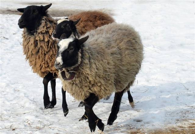 Romanov breed of sheep: characteristics