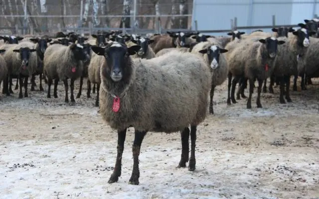 Romanov breed of sheep: characteristics