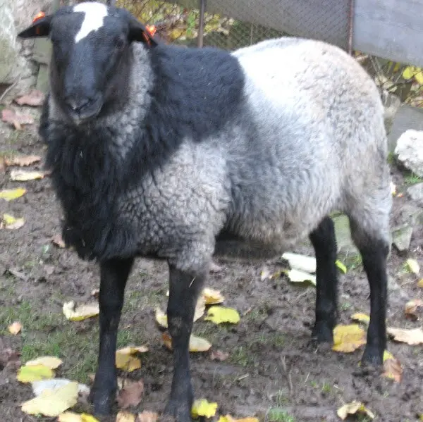 Romanov breed of sheep: characteristics