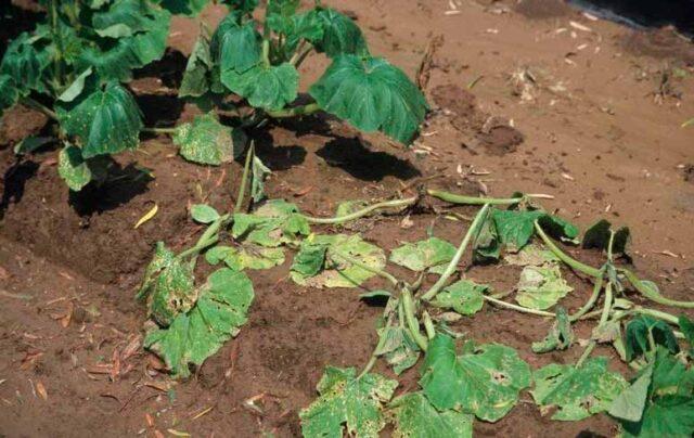 Root rot of cucumbers in a greenhouse: treatment, photo, how to deal