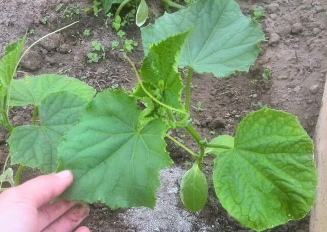 Root rot of cucumbers in a greenhouse: treatment, photo, how to deal