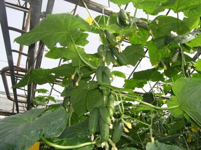 Root rot of cucumbers in a greenhouse: treatment, photo, how to deal