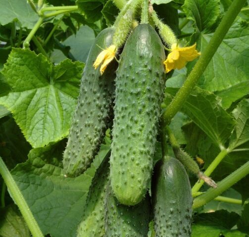 Root rot of cucumbers in a greenhouse: treatment, photo, how to deal