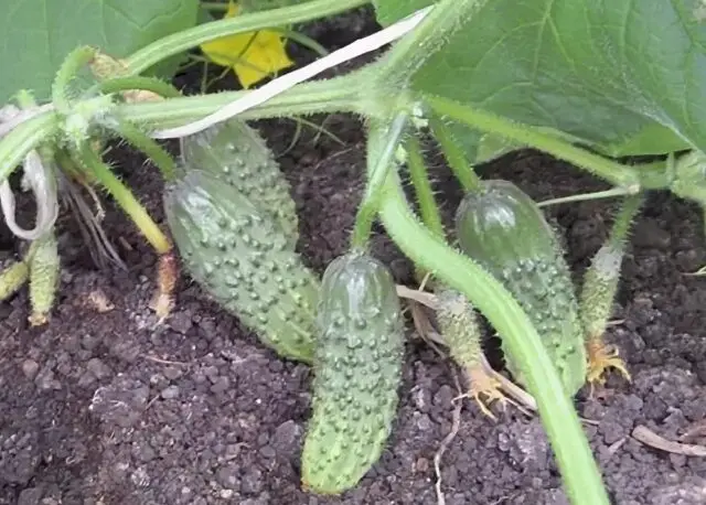 Root rot of cucumbers in a greenhouse: treatment, photo, how to deal