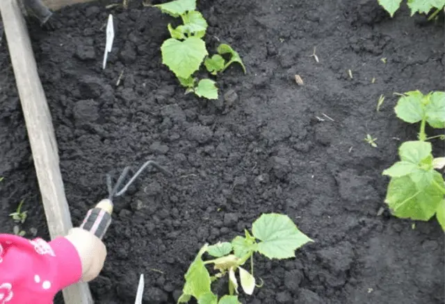 Root rot of cucumbers in a greenhouse: treatment, photo, how to deal