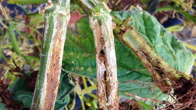 Root rot of cucumbers in a greenhouse: treatment, photo, how to deal