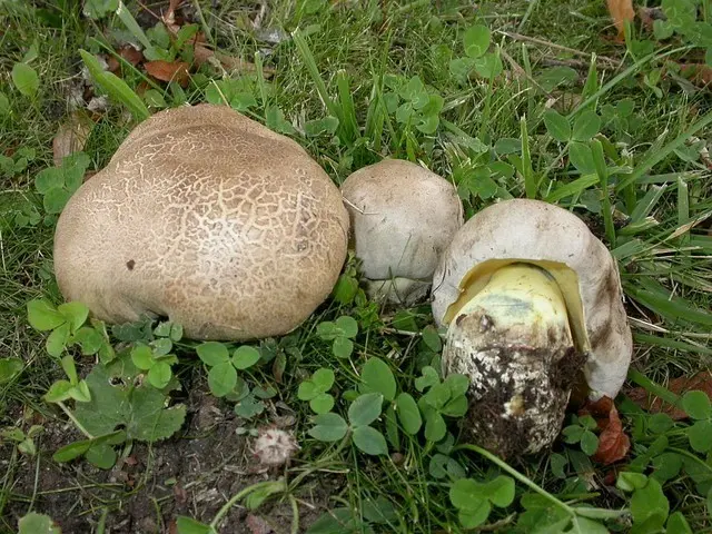 Rooted boletus: description and photo