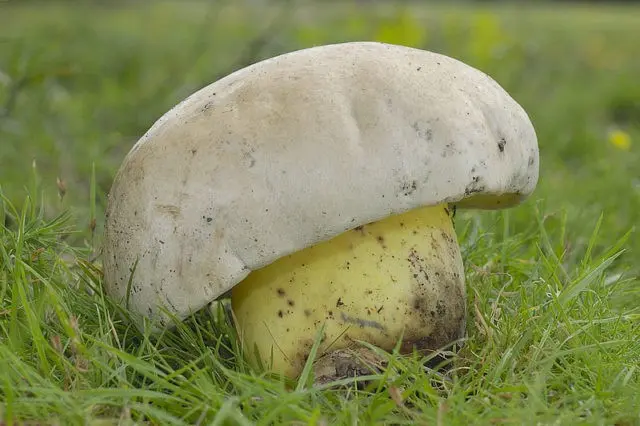 Rooted boletus: description and photo